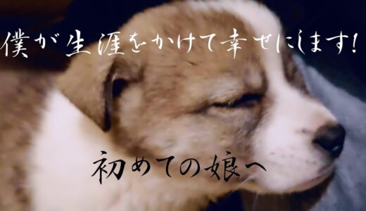 【保護犬】もみじの成長【子犬】僕が生涯をかけて幸せにします！？初めての娘へ