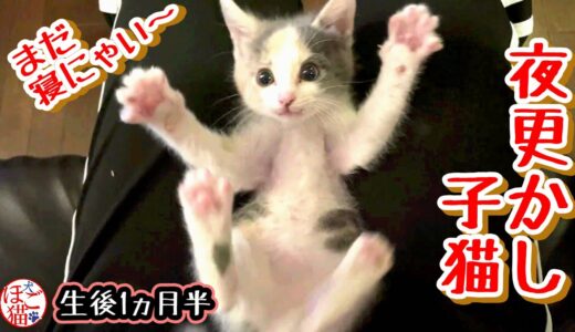 【保護猫　子猫　保護犬】夜更かしを覚えた子猫