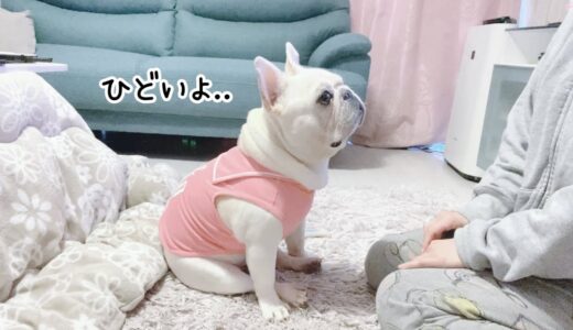 突然の〇〇登場に態度が豹変する犬【フレンチブルドッグ frenchbulldog】