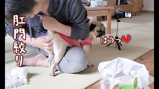 久しぶりの肛門絞りにうっとりするパグ犬ぷぅPug