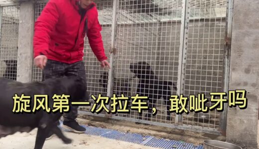 被称“杀人犬”，据说会咬主人，主人：乖乖过来拉车。他会成功吗