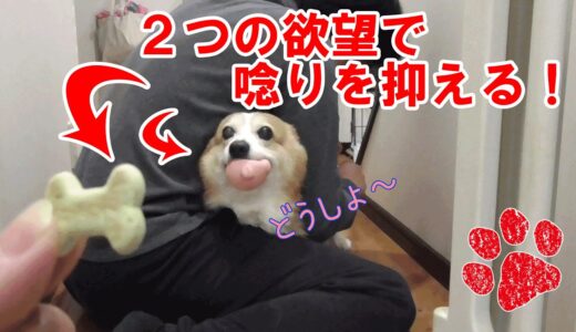 犬の生理の対処方法！？【コーギーチロ】Correspondence of dog physiology