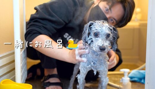 🐶犬を久しぶりにお風呂に入れて喜ぶ変態独身男の日常Vlog【トイプードル】