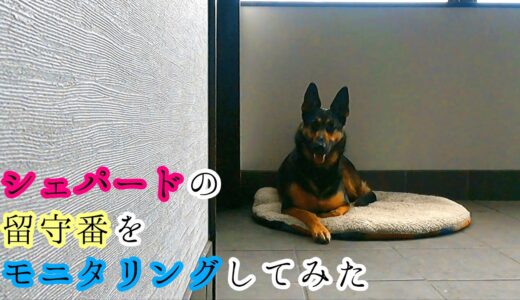 留守番中のシェパード犬をモニタリングしてみたら【German Shepherd】 Pls Look At Our Dog Staying Home Alone!