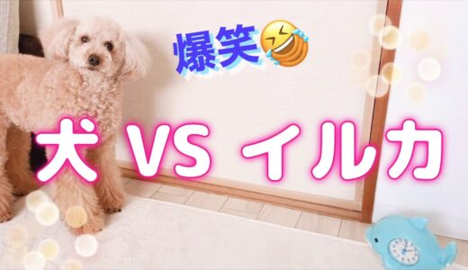 【爆笑🤣飼い主を必死で起こす犬が可愛すぎる😍】初公開✨モコの遠吠え🤣🐶