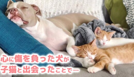 心に傷を負った犬は、2匹の子猫たちとの出会いで再び笑顔を取り戻す