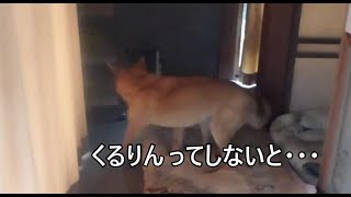 自閉症犬だって 嬉しいと【くるりと回るよ】朝のおはよう4連発