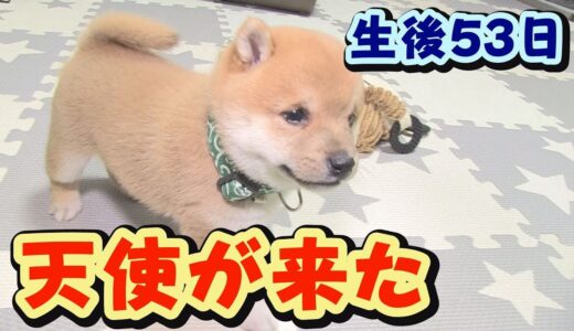 【豆柴】初対面、元気MAX！大暴走！【子犬】【多頭飼い】