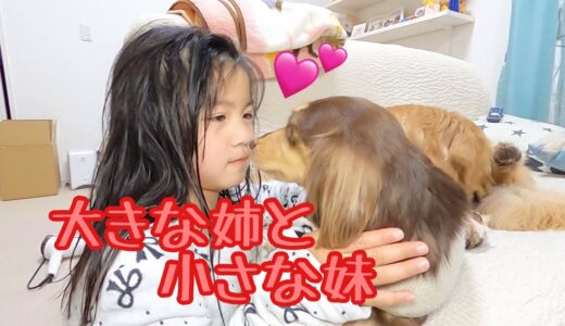 小型犬を妹のように思う姉と、姉の優しさをちゃんと理解している小型犬。ゴールデンレトリバーのクッキーとミニチュアダックスフンドの子犬ショコラとの幸せな日常