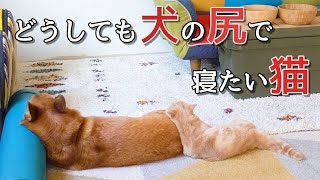 どうしても犬の尻で寝たい猫と、人見知りの飼い主【コーギー】【マンチカン】