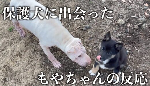 はじめて保護犬を見たもやちゃんの反応が予想と違った…