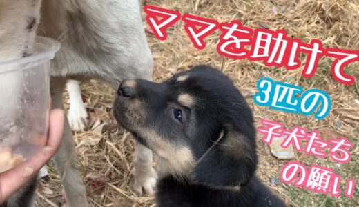 【助けて！母犬の様子がおかしい😢】３匹の子犬達を育てるママ犬が💦そして、衝撃の大事件へ😢