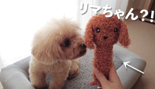 2ヶ月一緒だった保護犬が卒業。先住犬のその後の様子。