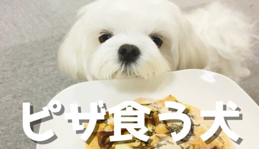 愛犬に犬用ピザを食べさせてみたら大興奮で可愛かった【マルチーズ】