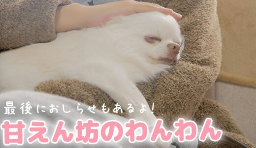 パパに甘えたくて急いで駆け寄る犬が可愛くて…♥最後にお知らせ！