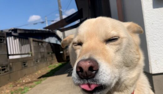 春がきてポカポカしてる白い犬と猫