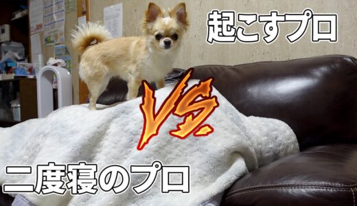 どうしても二度寝をしたい飼い主VS絶対に起こす犬【チワワ】【chihuahua】