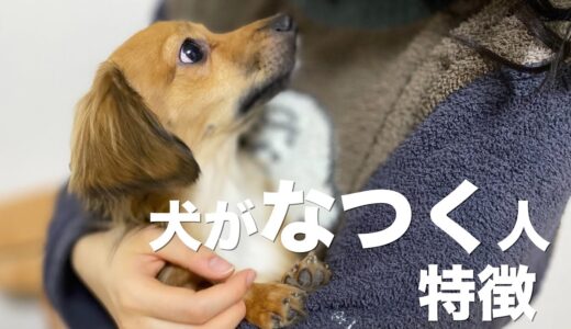 犬になつかれる人の特徴