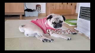 犬が本気で眠いとこうなる。睡魔と激しく戦うパグ犬ぷぅPug