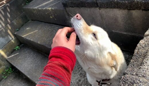 大好きな白い犬と猫