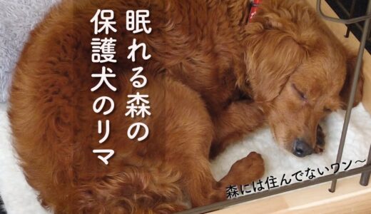 保護犬の寝顔を見ていると、1日あっという間。笑【Day57】