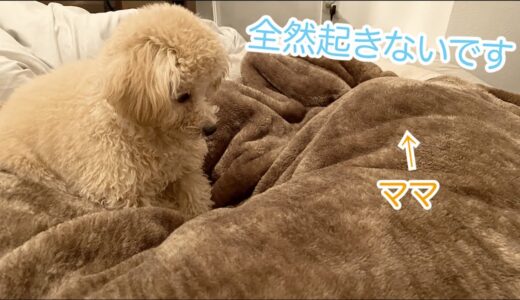 起きてこない寝坊助ママを必死で起こす犬がかわいい【トイプードル】