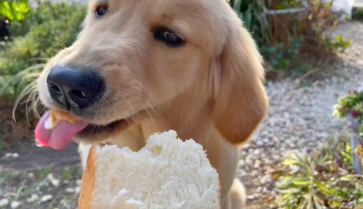 犬カフェで、食パンを食べてみた