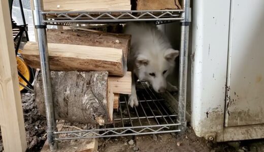 犬と山小屋と私、庭で過ごす春分の日