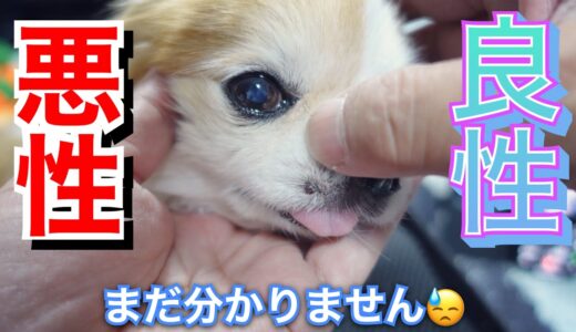 老犬チワワの顔に突然イボが出来たので急遽病院行ってきました！