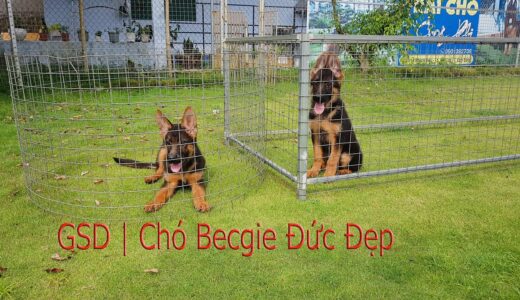 Chó Becgie Đức |GSD | ジャーマンシェパード犬 | 독일 셰퍼드 개 | Schäferhund