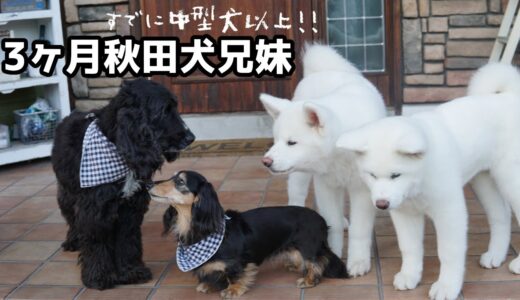 3ヶ月なのに巨大な秋田犬パピー2匹に会いに行きました！