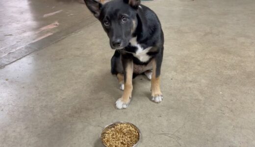 「待て」を教えたら納得いかない顔する保護犬が可愛いwwww