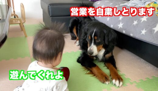 【子守犬】ちょっと今日はお疲れの　バーニーズマウンテンドッグ　 bernese mountain dog