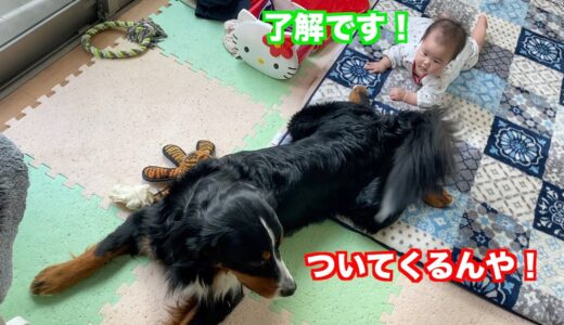 【犬と赤ちゃん】まったりな日常を過ごす　バーニーズマウンテンドッグ　 bernese mountain dog