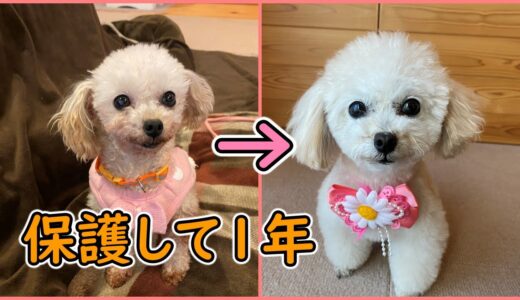 うちの子になって1年経った保護犬メイ