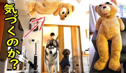 天井に張り付りついてみた！ドッキリ！？ハスキー犬と保護犬トイプードル