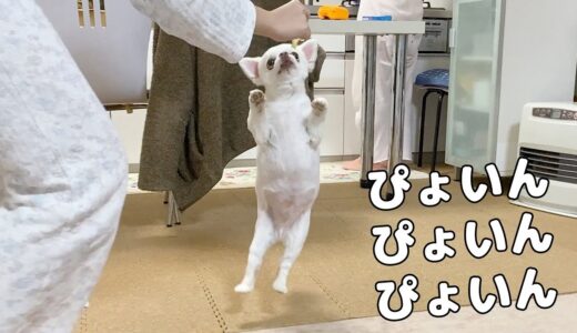 おやつが欲しすぎて動きがおかしくなった犬ｗ【チワワ】