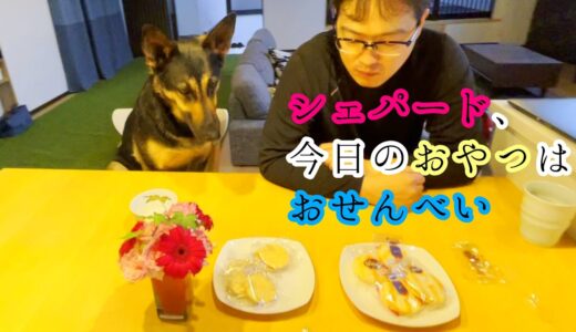 シェパード犬、おやつのせんべい食べてたらオヤジに1枚食べられる【German Shepherd】 My Dog's Surprised Her Treats Are Eaten By Her Dad