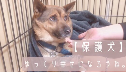 【保護犬預かりvlog】今は怖くても大丈夫、ゆっくり焦らず幸せになろうね