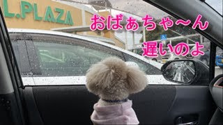 347．お墓参りに行ったら犬が敷地内立入り禁止になってた(-_-;)