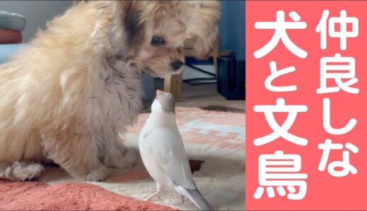 【犬と鳥】仲良しな文鳥とチワプー／ピザトルの同居人達