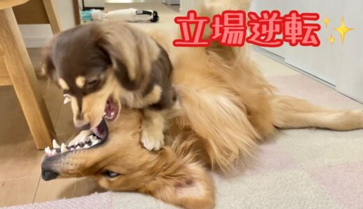 大型犬をねじ伏せる我が家のおてんば娘ショコラがこちら。ゴールデンレトリバーのクッキーとミニチュアダックスフンドの子犬ショコラとの幸せな日常