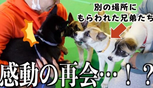 【元保護犬】別々の場所にもらわれた兄弟達を再会させたら意外な反応だった…！