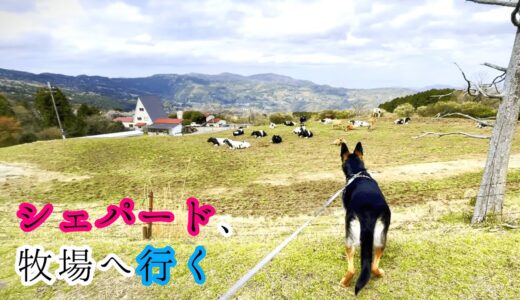 シェパード犬、ドッグランもある牧場へ行ったら大興奮して草まみれ【German Shepherd】 My Dog Goes To The Ranch With A Dog Park