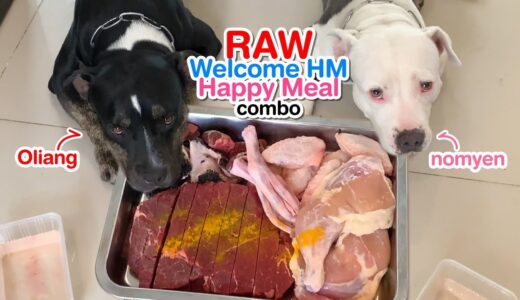 🐶🐶Oliang&nomyen The Pit Bulls eat RAW Welcome Home combo [ASMR] MUKBANG 犬が生の肉を食べる[咀嚼音] Dog VLOG