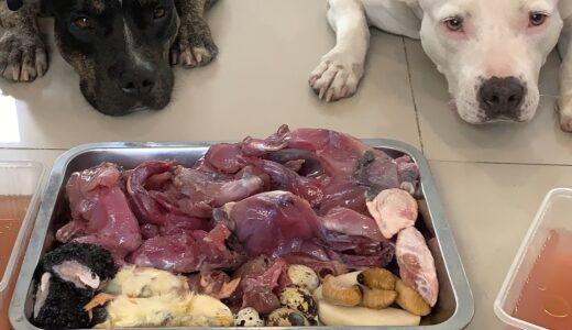 🐶🐶Pit Bulls eat RAW🐛🐣🐸🦵FROG LEG&🍐Asian Pear combo[ASMR]MUKBANG 犬が生の肉を食べる[咀嚼音]Dog VLOG