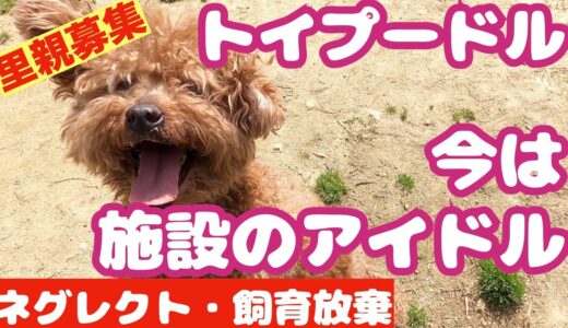 【里親募集】プー助❤️ネグレクト・飼育放棄から今始まる犬生