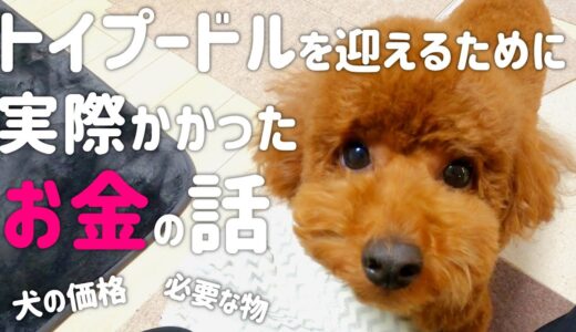 トイプードルを迎えるのにかかったお金！犬を飼う費用は最初にこれくらいかかりました。