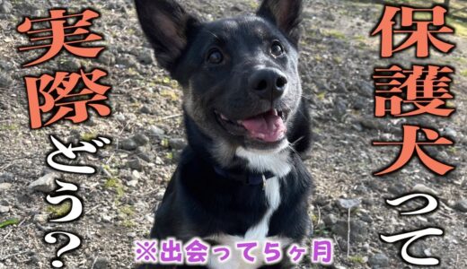 保護犬は馴れにくい？５ヶ月飼ってみたガチの感想を言います。