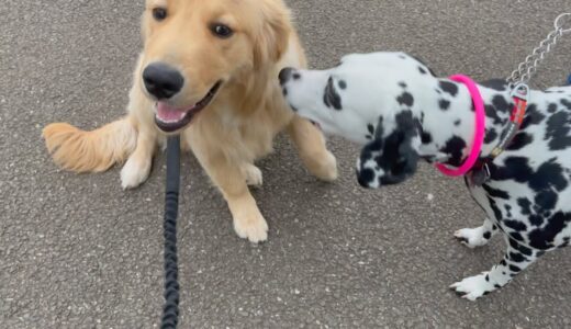 今日もビスケは犬コミュ障でした。ダル姉さん可愛かったなぁ